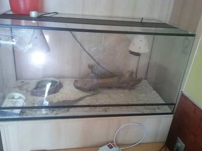 Agama vousatá + Terárium 100x50x45