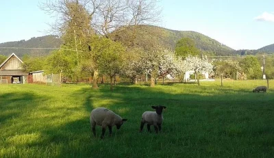 Prodám ovce a jehňata Suffolk