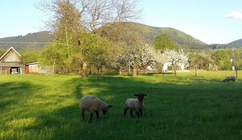 Prodám ovce a jehňata Suffolk