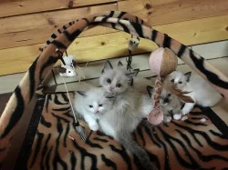 koťátka Ragdoll s PP
