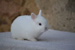 Nabízím mláďata zakrslých krátkouchých králíčků i beránků