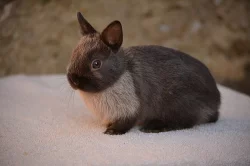 Nabízím mláďata zakrslých krátkouchých králíčků i beránků