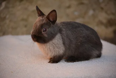 Nabízím mláďata zakrslých krátkouchých králíčků i beránků