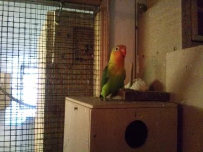 Agapornis fischeri, andulky
