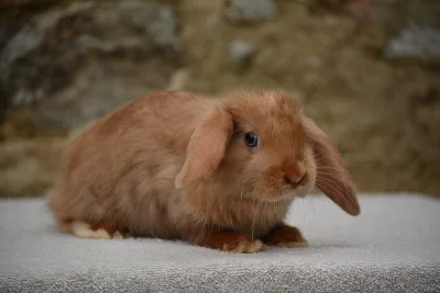 Chs nabízí mláďata zakrslých králíčků - beránky i krátkouché