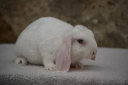 Chs nabízí mláďata zakrslých králíčků - beránky i krátkouché