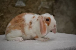 Chs nabízí mláďata zakrslých králíčků - beránky i krátkouché