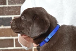Čokoládový labrador