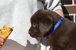 Čokoládový labrador