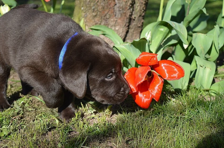 Čokoládový labrador