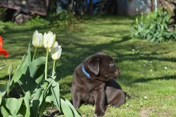 Čokoládový labrador