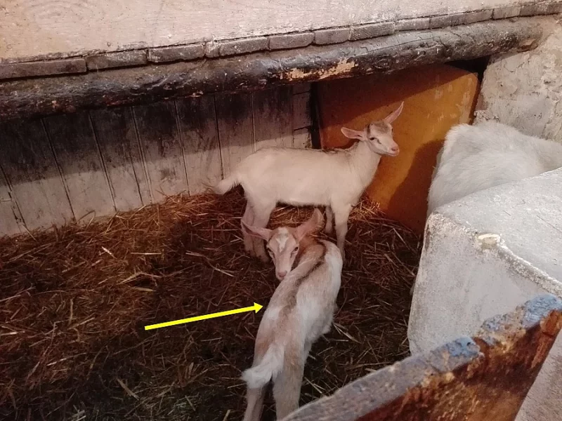 Prodej kůzlátka