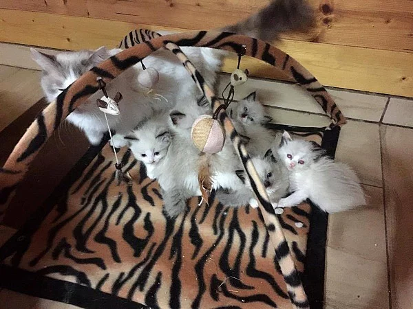 Ragdoll koťátka