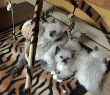 Ragdoll koťátka