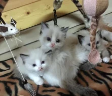 Ragdoll koťátka