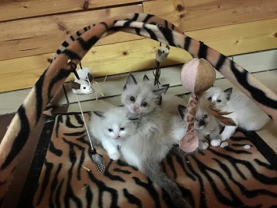Ragdoll koťátka