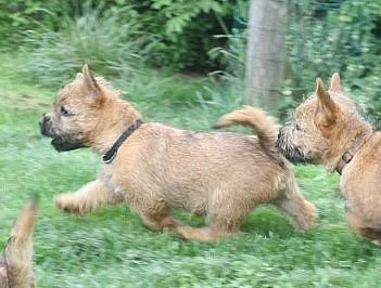 Kern teriér (cairnterrier)- pejsci