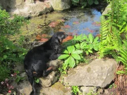 Jezevčík dlouhosrstý trpasličí