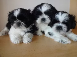 Prodám Shih-tzu