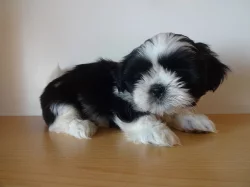 Prodám Shih-tzu