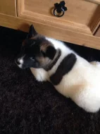 Shiba štěňata S PP