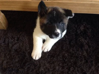 Shiba štěňata  S PP