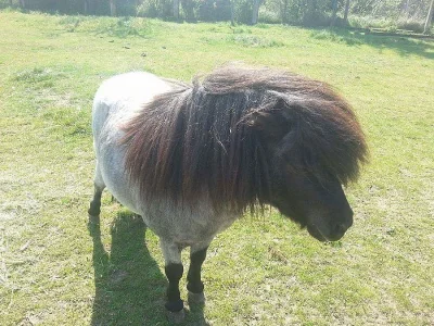 Prodám poníka
