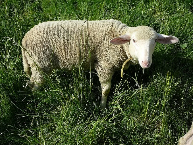 Jehňata