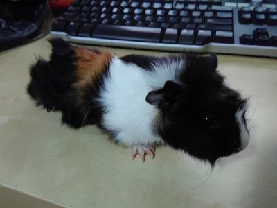 Nabízím půlroční morče