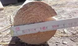kavalety.bariéry,skokový materiál