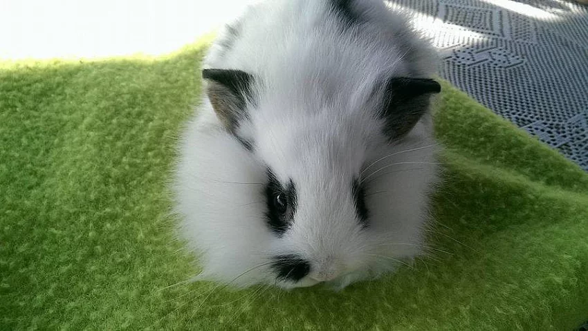 Zakrslý teddy beránek