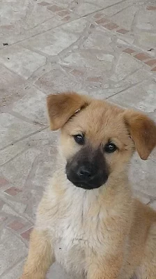 Štěně něměckého ovčáka 2.000 Kč