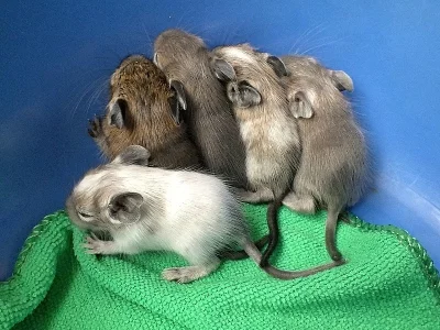 Nabízím mladé osmáky degu RŮZNÝCH BAREV