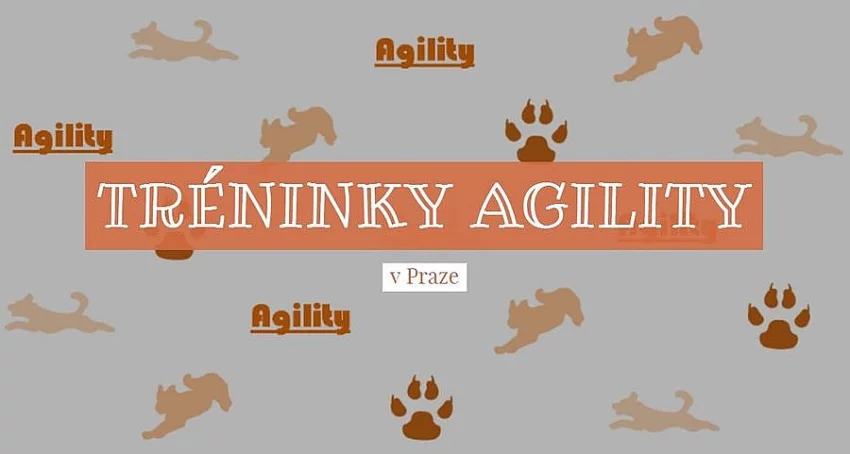 AGILITY tréninky v Praze