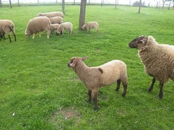 prodám jehňata suffolk