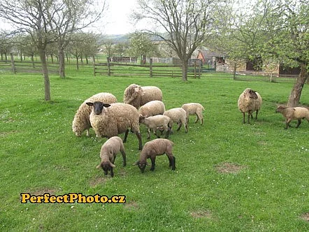 prodám jehňata suffolk