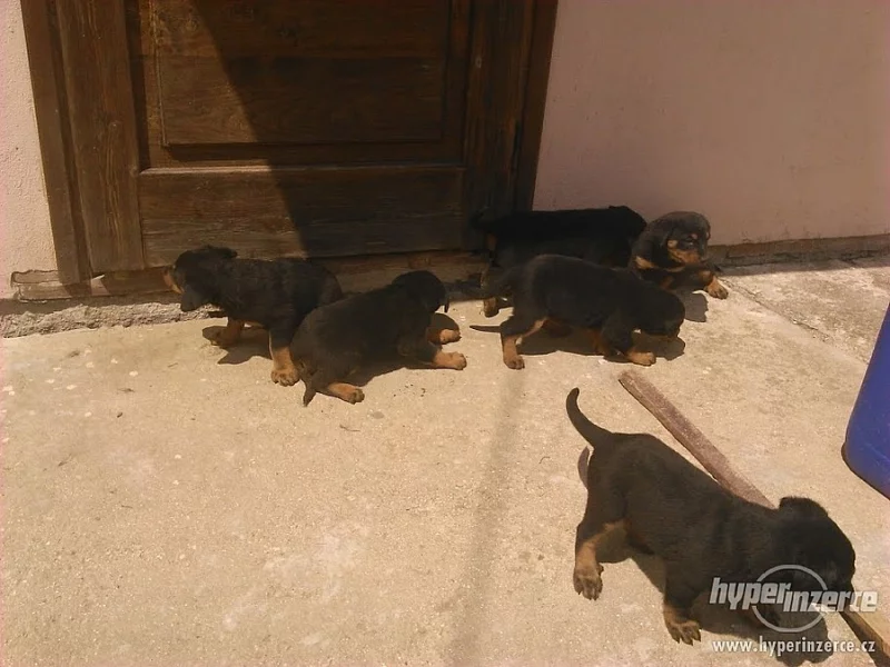 štěňata beaucerona