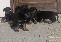 štěňata beaucerona