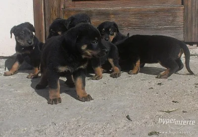 štěňata beaucerona