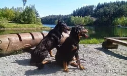 štěňata beaucerona