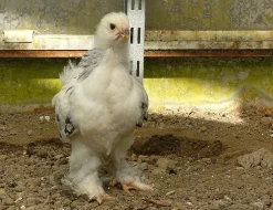 Brahmanka Velká bílá kolumbijská