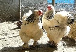 Brahmanka Velká bílá kolumbijská