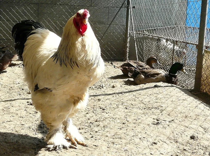 Brahmanka Velká bílá kolumbijská