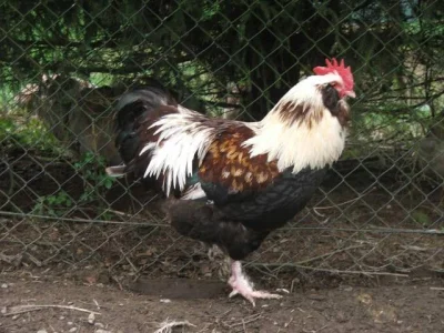 Líheň čistokrevné drůbeže z renomovaných chovů: