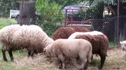 prodej ovcí