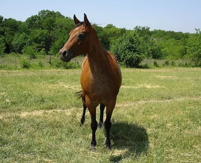 QUARTER HORSE VALÁŠE