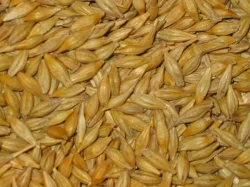Ječmen, pšenice a šrot