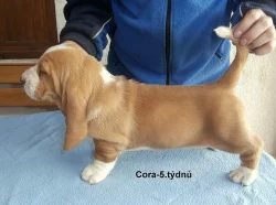 Basset hound