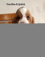 Basset hound