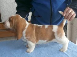 Basset hound
